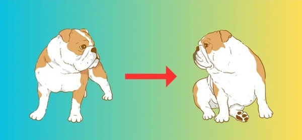 Розуміння слабкості задніх лап у собак