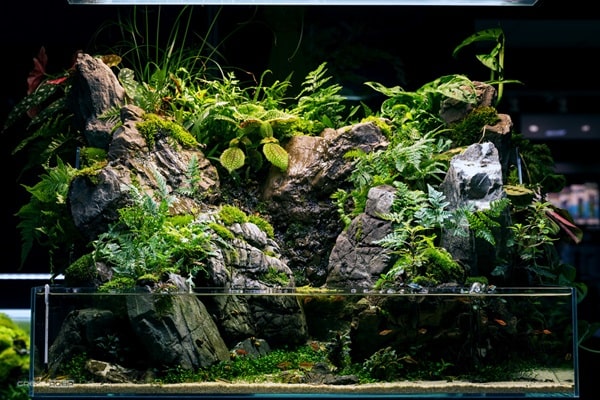 Верхня частина палюдаріума