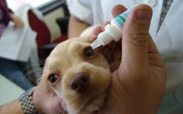 Схема лікування мікоплазмозу у собаки