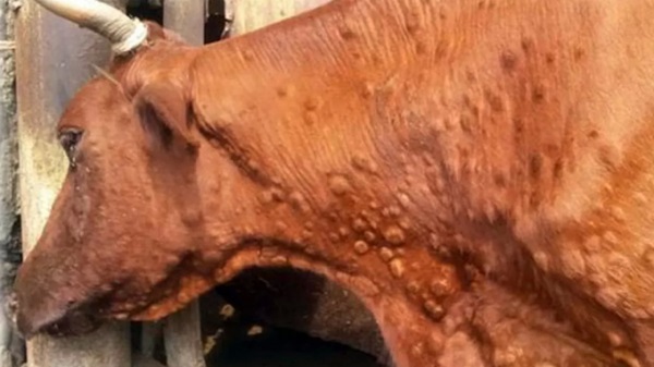 Сибірська виразка у корови