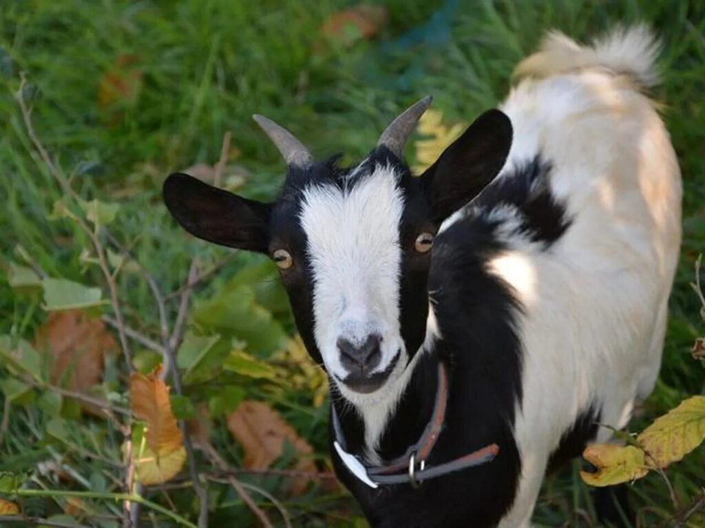 Від пломбірного смаку молока до вигоряння козівника — плюси і мінуси карликових кіз.