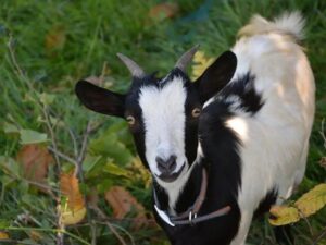 Від пломбірного смаку молока до вигоряння козівника — плюси і мінуси карликових кіз.