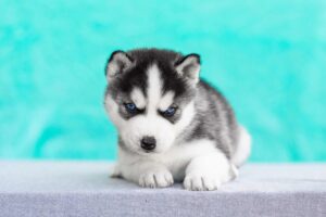 Як назвати хаскі-хлопчика — ТОП-495 кличок для собак.