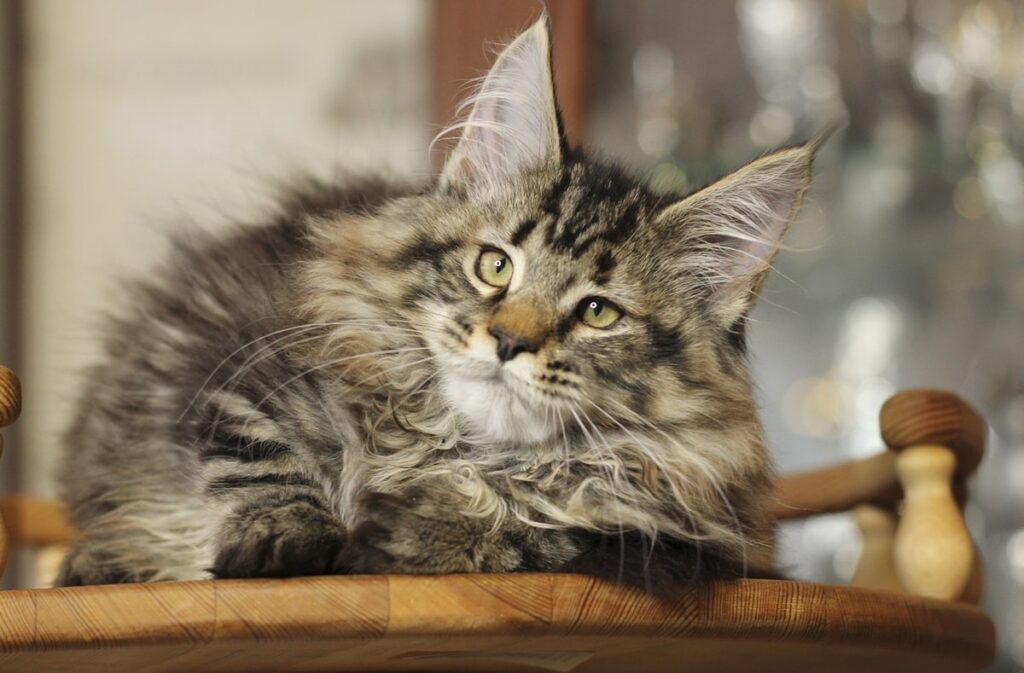 Як назвати мейн-куна хлопчика — 500 імен для котика.