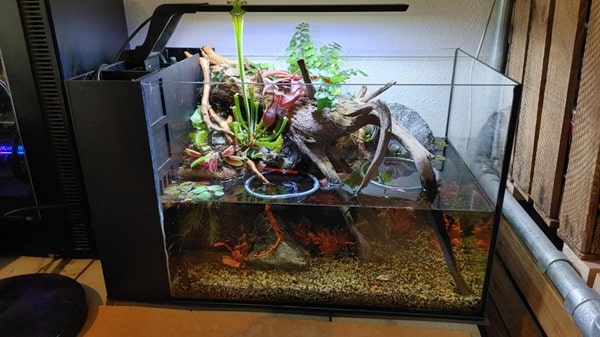 Як перетворити простий акваріум з рибками на палюдаріум?