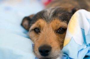 Як привчити собаку не боятися чоловіків?