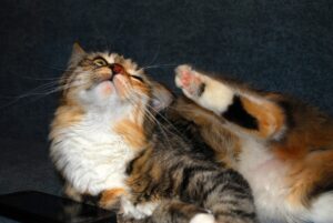 Блошиний дерматит у котів — лікування, симптоми, фото хвороби.