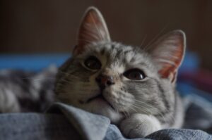 Чому кішки бодаються головою — що це означає?