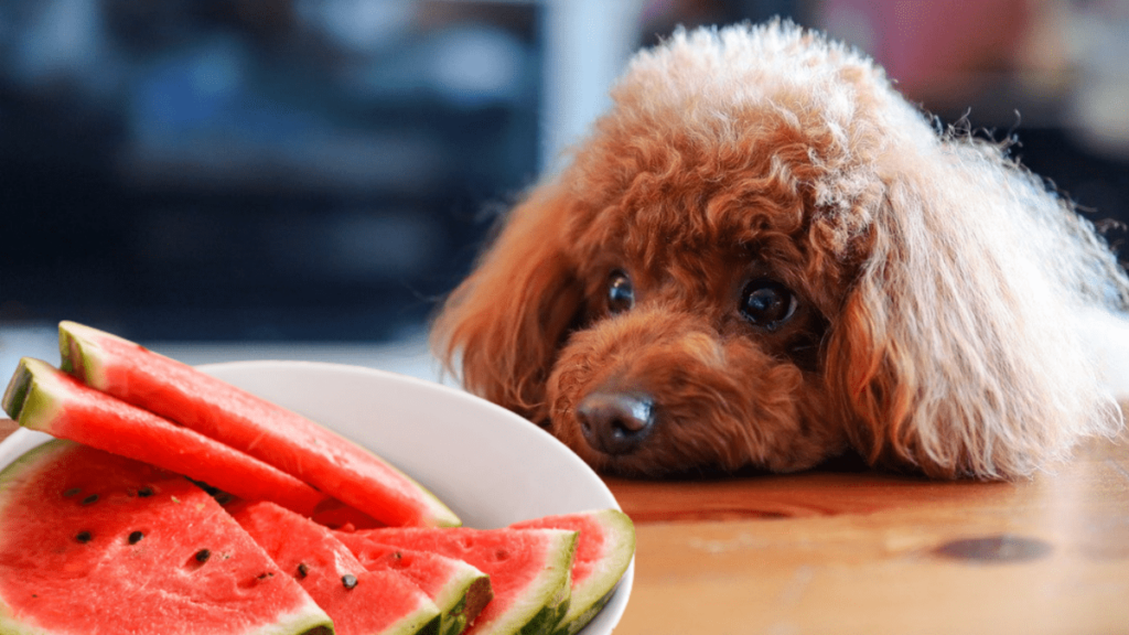 Чи можна давати собакам кавун?