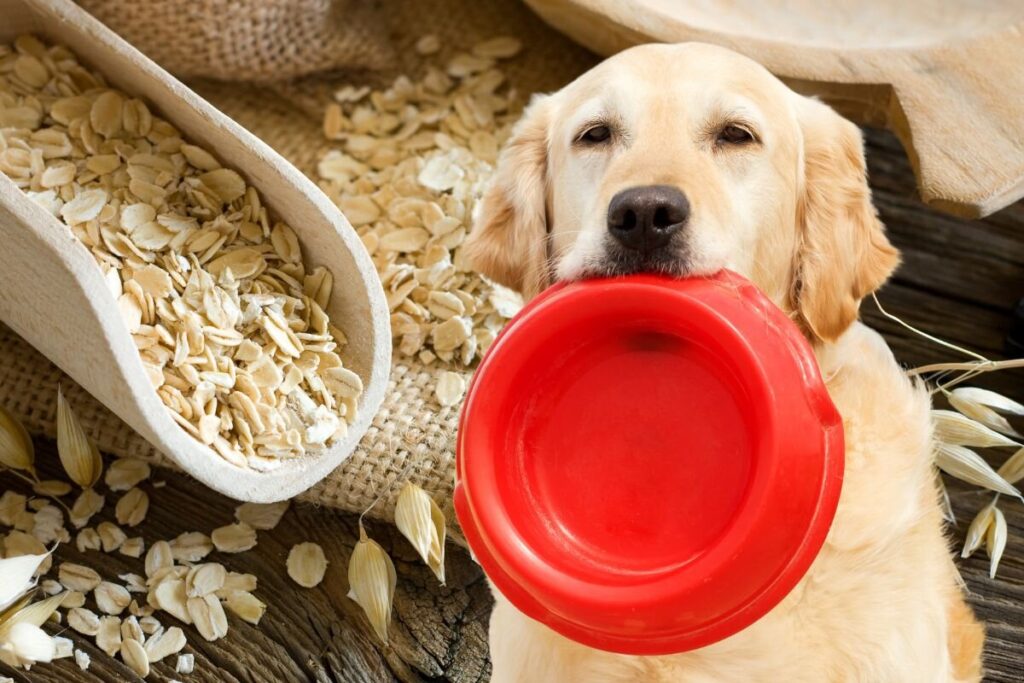 Чи можна давати собакам вівсянку?