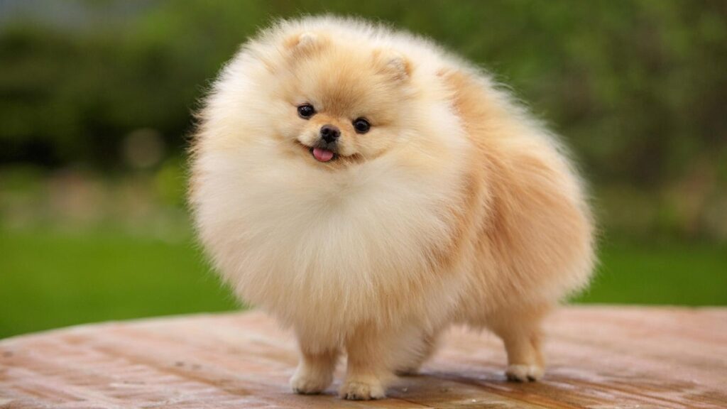 Догляд за шпіцом і особливості утримання породи.