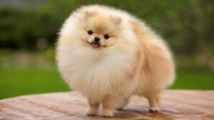 Догляд за шпіцом і особливості утримання породи.