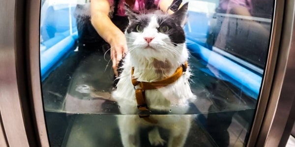 Ефективність гідротерапії для котів