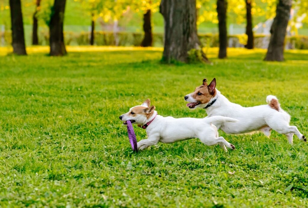 Із чим гратися собаці: заборонені іграшки та їхні найкращі аналоги.