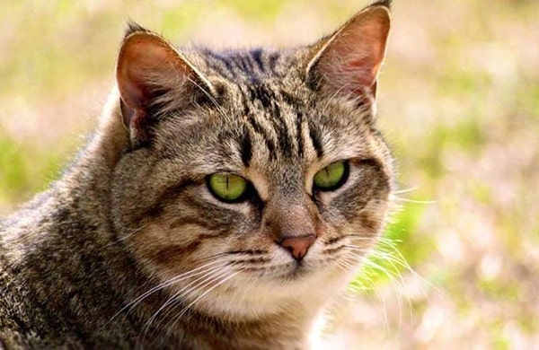 Каліфорнійська сяюча