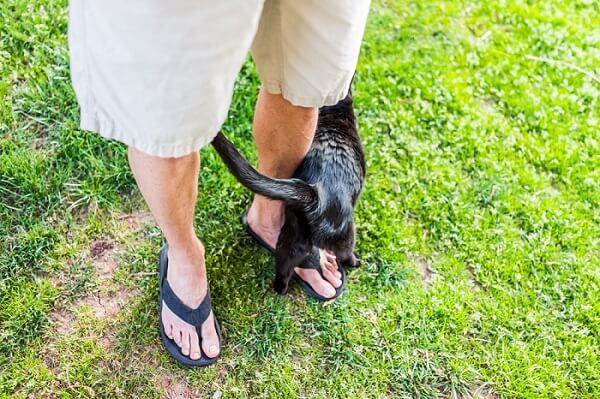 Хвостові знаки