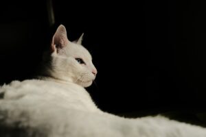 Кішки — нічні чи денні тварини?