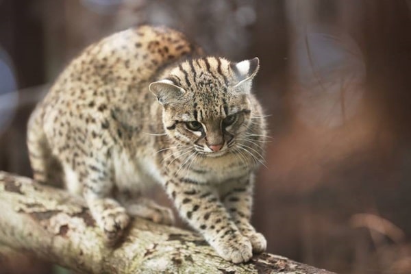 Кодкод (чилійська кішка)