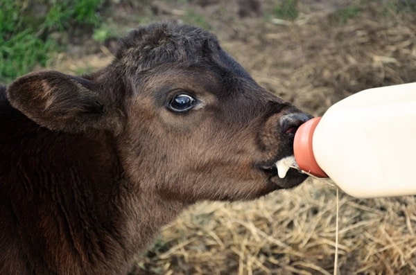 Перший тиждень життя теля та його харчування