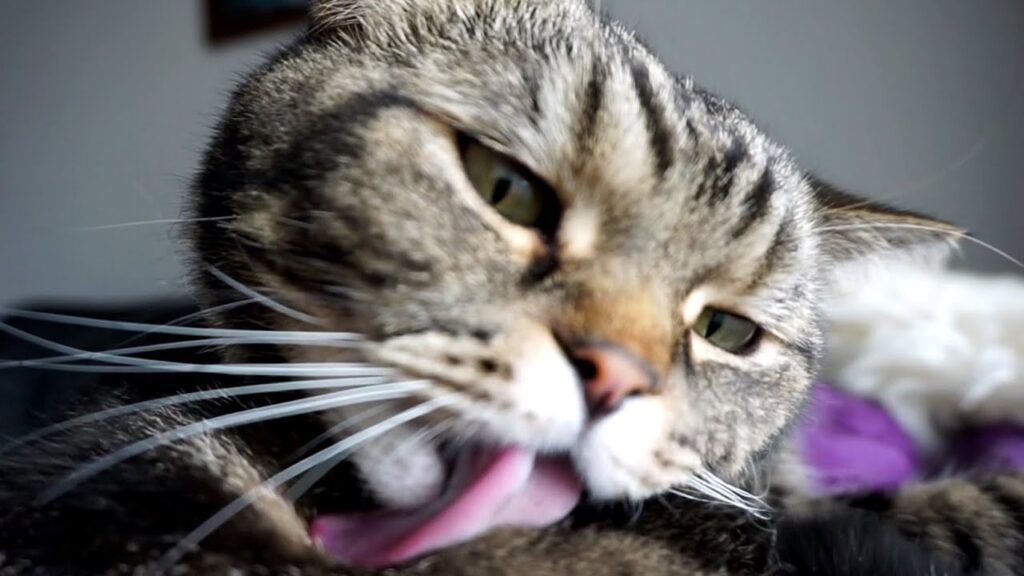 Повторюваний, надмірний та компульсивний грумінг у котів.