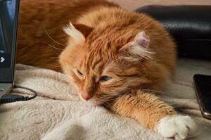 Що спричиняє тремор у котів і коли варто турбуватися?