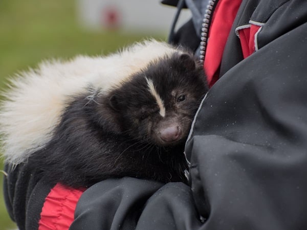 Скунс смугастий