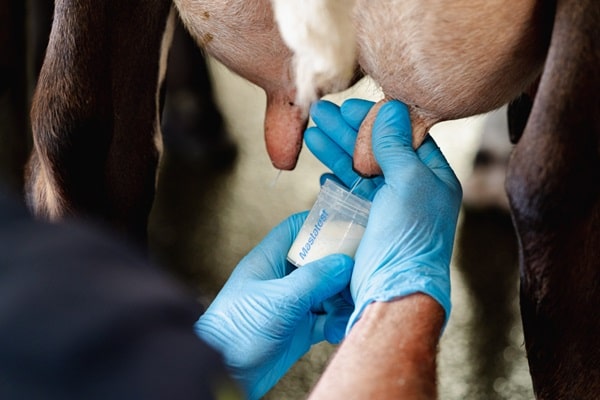 Симптоми маститу у корів