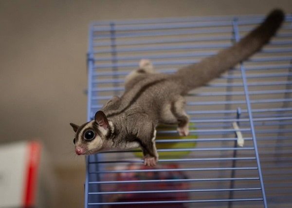 Цукрова сумчаста летяга