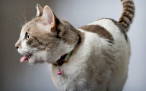 Важке дихання у котів: 3 типи та що робити.