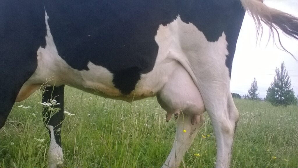 Як розпізнати мастит у корови — симптоми та способи профілактики.