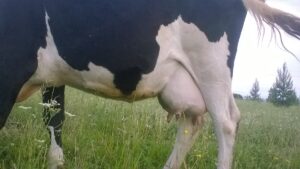 Як розпізнати мастит у корови — симптоми та способи профілактики.