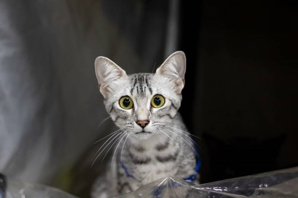 Єгипетська мау