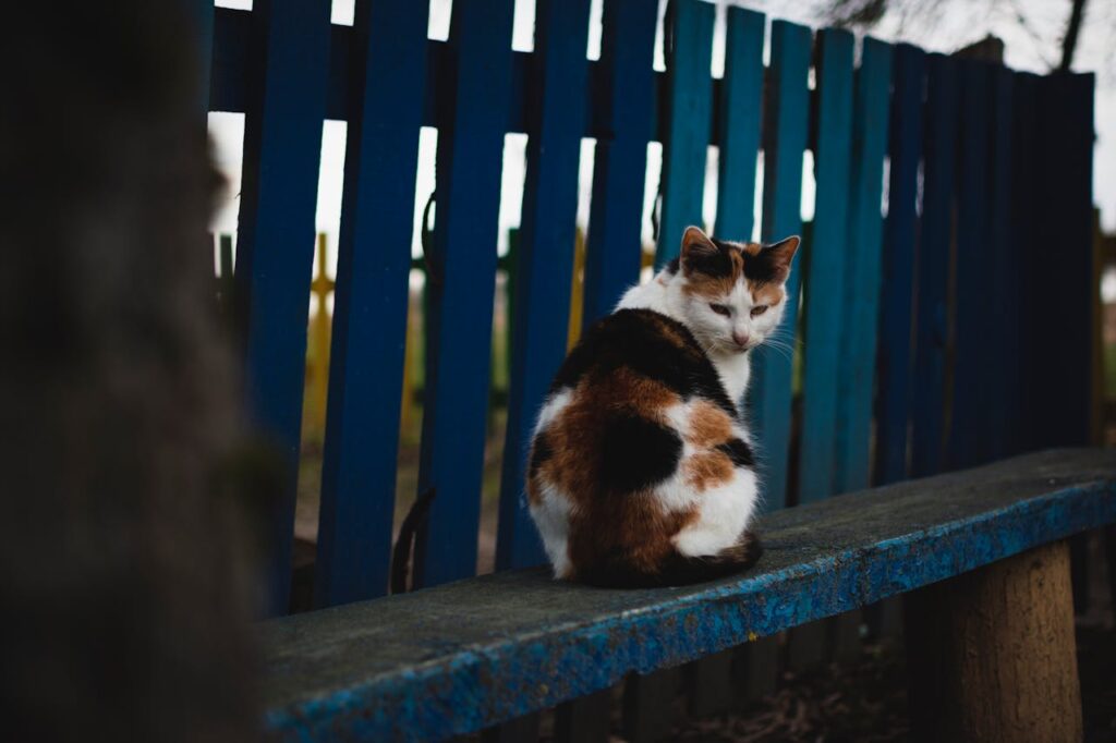 Блохи у кішок.