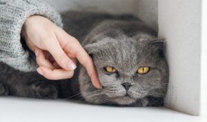 Чому моя кішка не дає мені спокою? Чотири поради, як повернути свій простір.