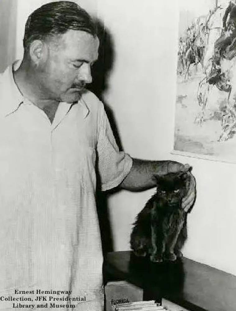 Чому полідакти називаються кішками Гемінґвея?