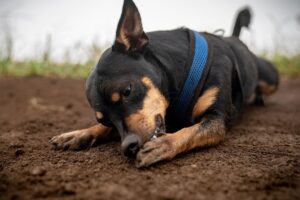 Чому собака постійно лиже і гризе лапи?