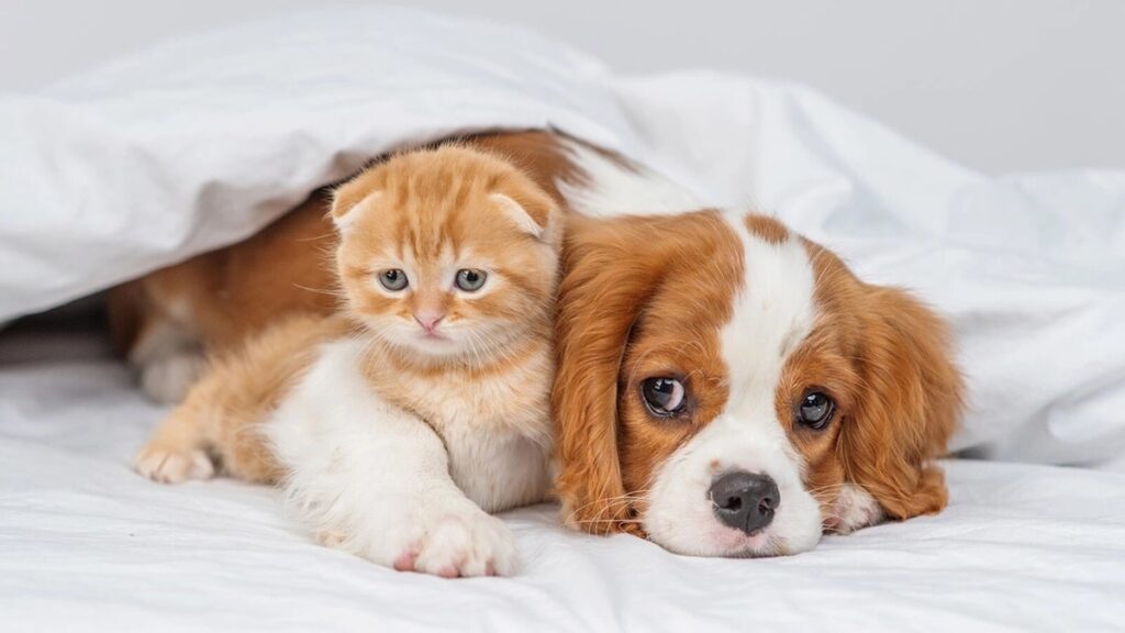 Чому собаки і кішки ворогують?