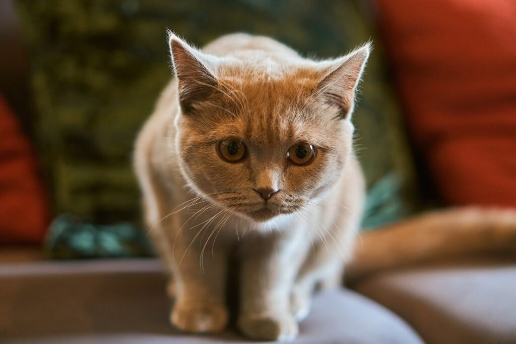 Чи можна годувати кішку вологим і сухим кормом одночасно?