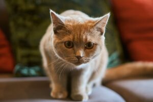 Чи можна годувати кішку вологим і сухим кормом одночасно?