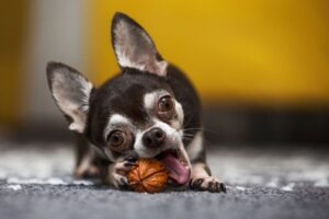 Чи можна собакам давати горіхи?