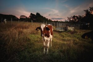 Чи варто заводити корову — розбираємося в перевагах і недоліках корівки.