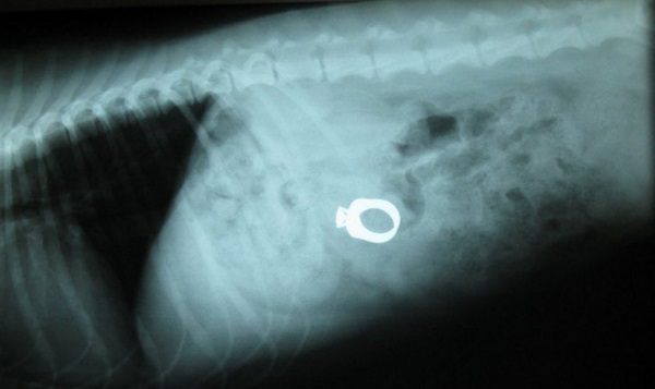 Де може застрягти чужорідне тіло?