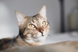 Герпесвірус у кішок.