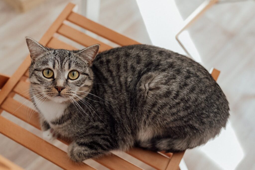 Глисти у кішок.