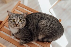 Глисти у кішок.