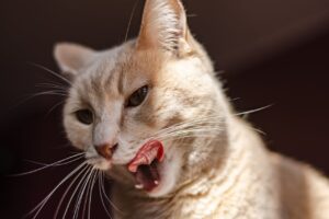 Харчування стерилізованих кішок.