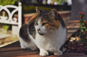 Хвороби нирок у котів. Як розпізнати захворювання і допомогти улюбленцю вчасно?