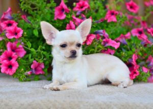 Клички для чихуахуа-дівчаток — 500 імен для цієї маленької породи собачок.