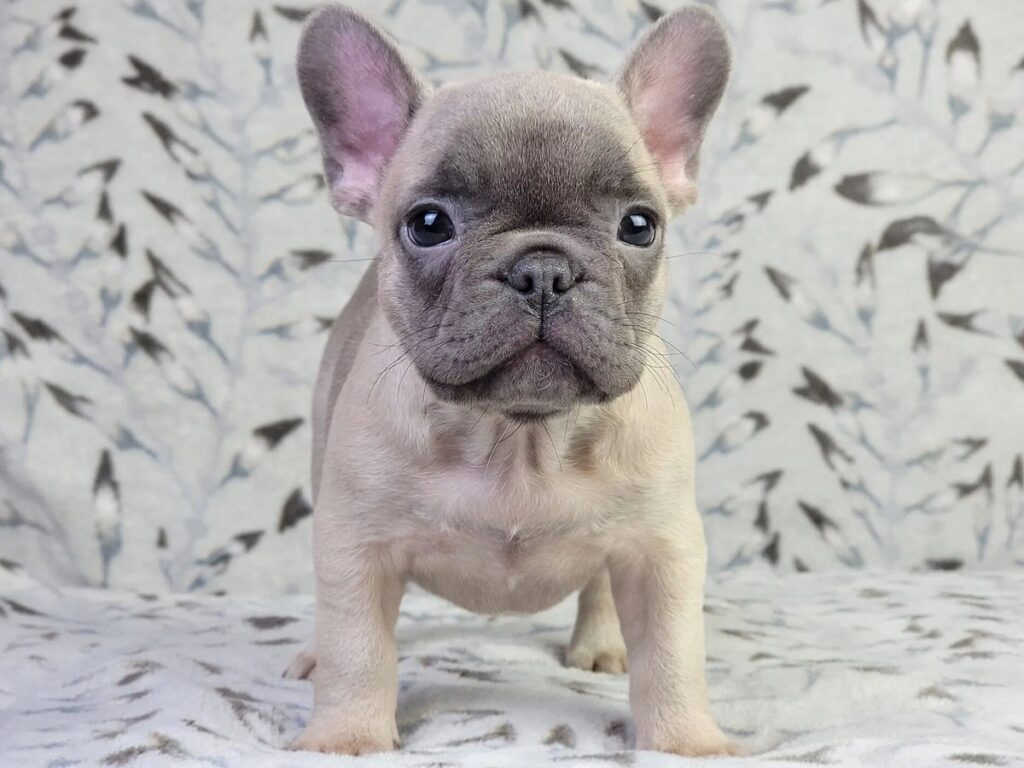 Клички для собак-дівчаток французьких бульдогів — ТОП-500 імен для собак.