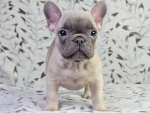 Клички для собак-дівчаток французьких бульдогів — ТОП-500 імен для собак.